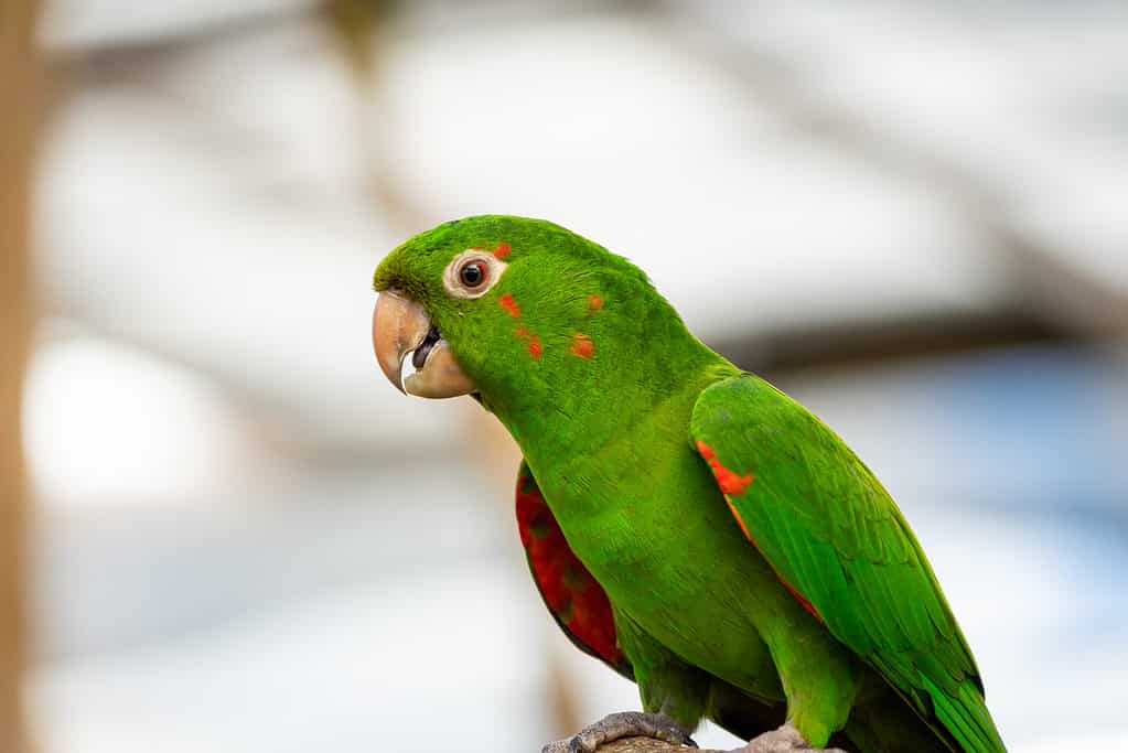 conuro mitrato