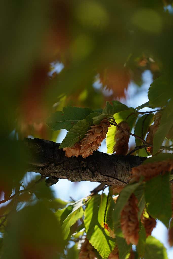 Un primo piano di ostrya virginiana (carpino nero orientale)