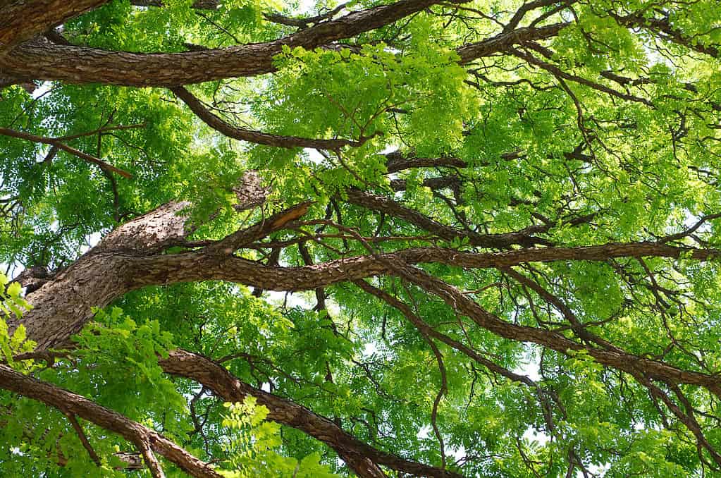 Primo piano del baldacchino del Kentucky Coffeetree in piena estate