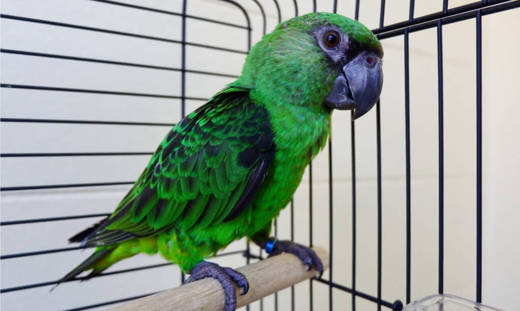 gabbie per uccelli per pappagalli