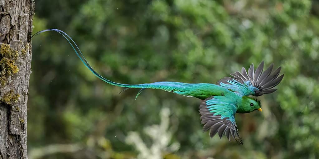 I quetzal sono un simbolo di libertà e libertà