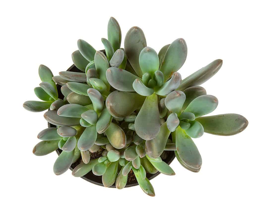 L'Echeveria haagai 'Tolimanensis' è succulenta