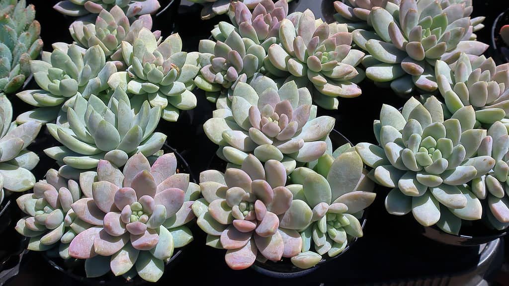 La succulenta Sedeveria 'Lilac Mist' ha un accenno di colore lilla