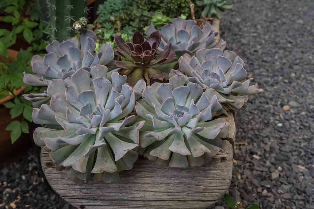 Echeveria 'Cubic Frost' succulenta