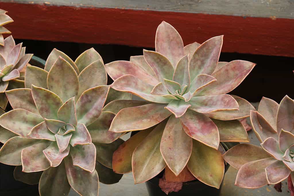 Graptoveria 'Fred Ives' succulenta