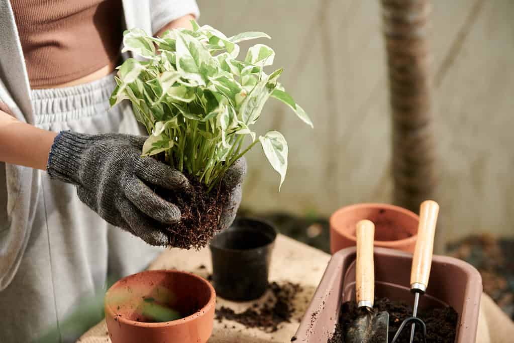 Rinvaso di una pianta di pothos
