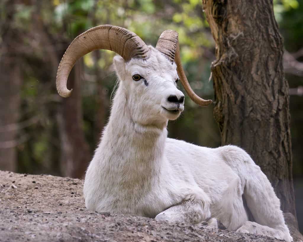 Le pecore di Dall hanno le corna che si arricciano verso l'esterno
