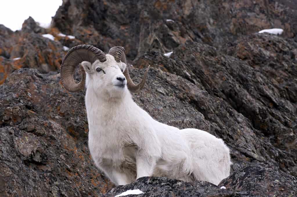 Le pecore di Dall su un terreno roccioso in Alaska
