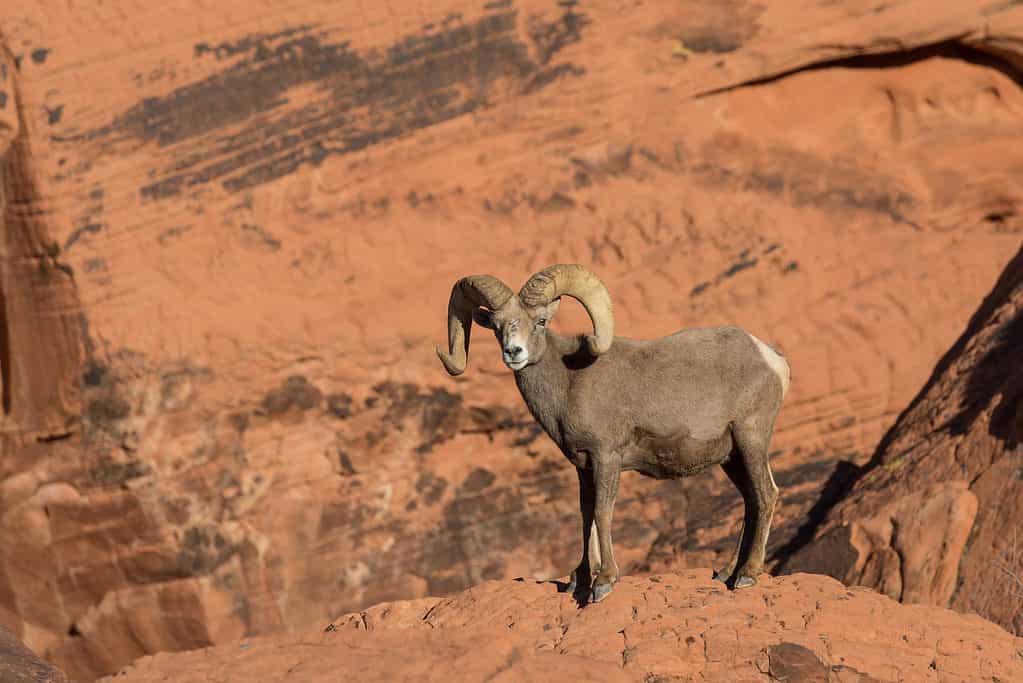 Pecore bighorn del deserto