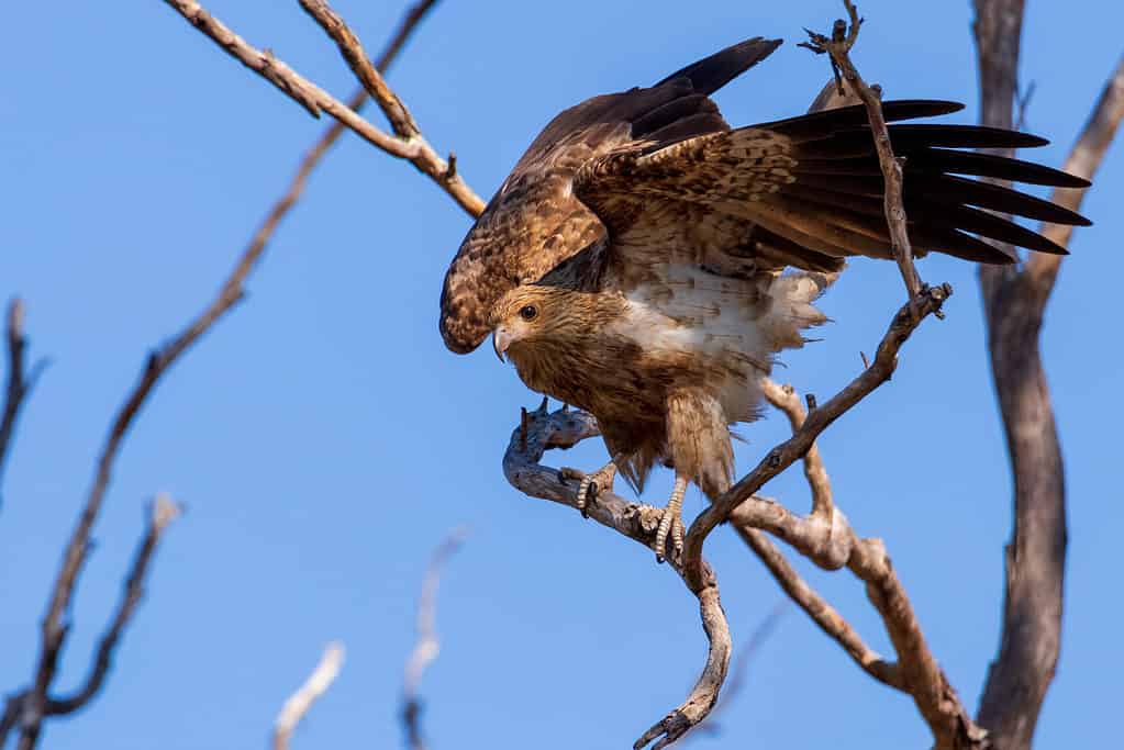 Fischio Kite (Haliastur sphenurus) in equilibrio su un albero.