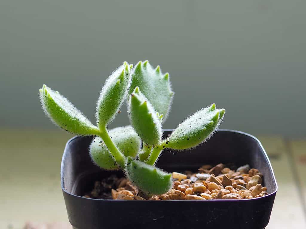 Cotiledone tomentosa o zampa d'orso.