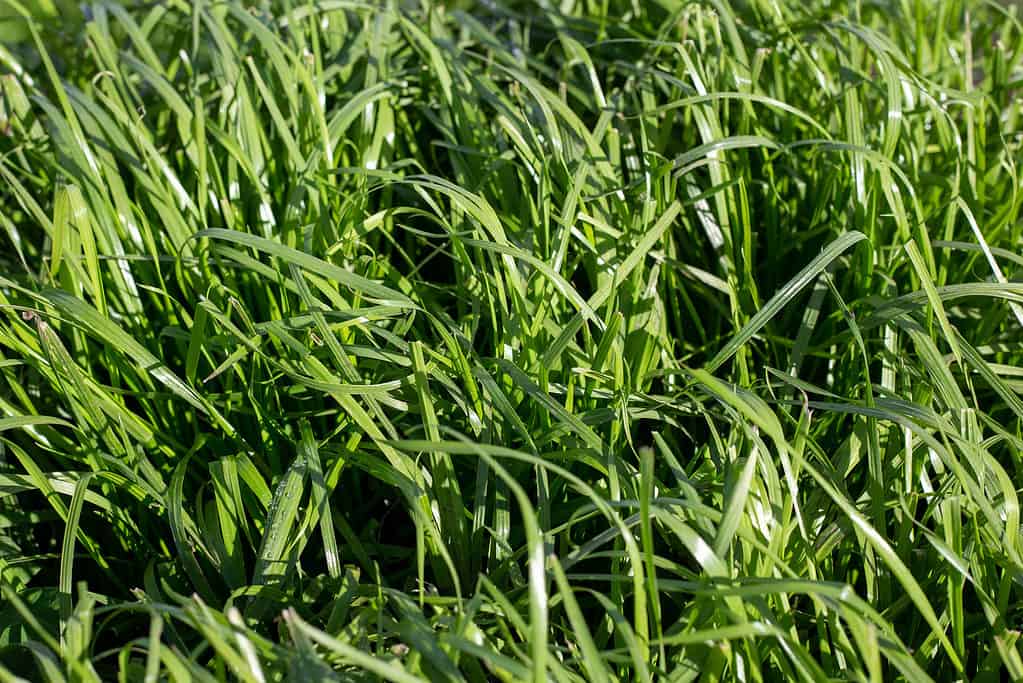 Loietto italiano tetraploide utilizzato in un piano di pascolo agricolo, Canterbury, Nuova Zelanda