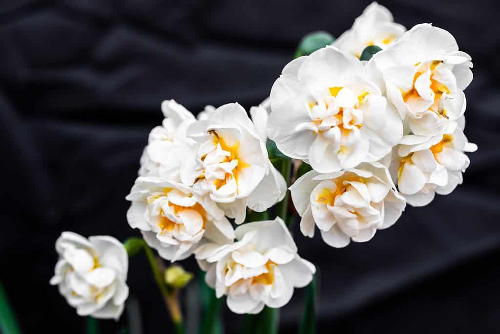 Narcisi doppi 'Erlicheer'