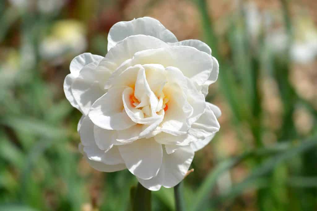 Narciso doppio 'Flower Drift'