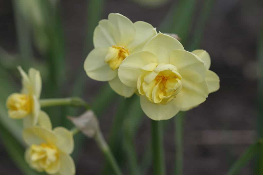 Narciso doppio 'Allegria'