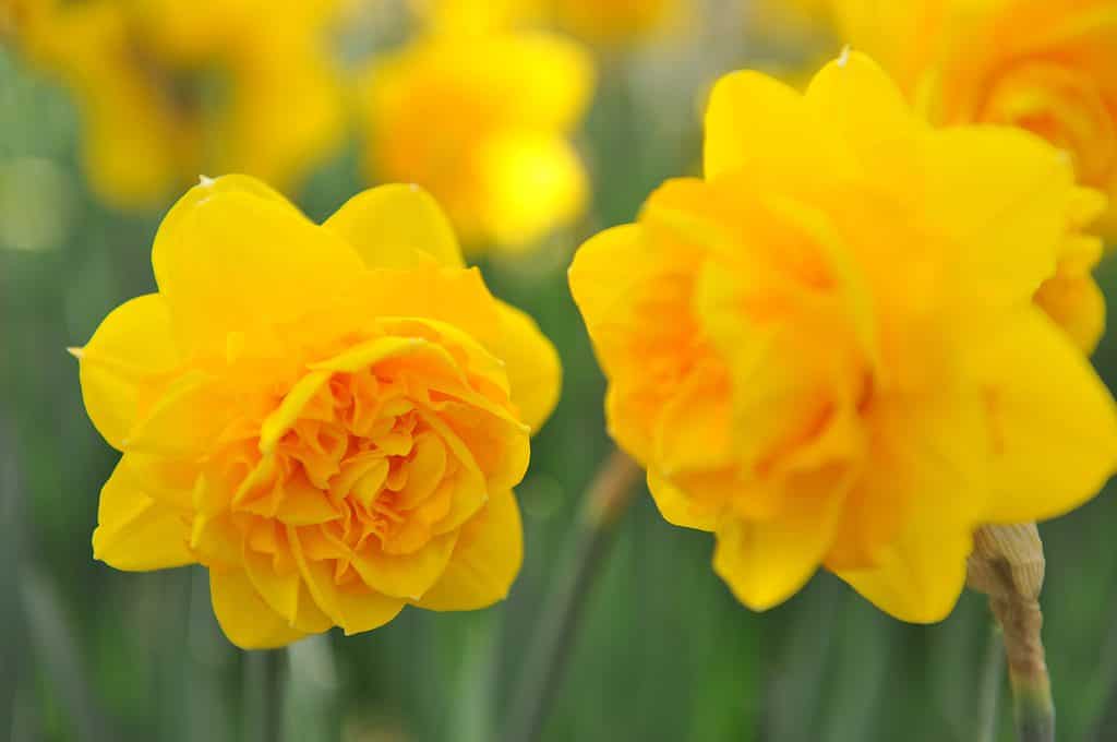 Narcisi doppi gialli
