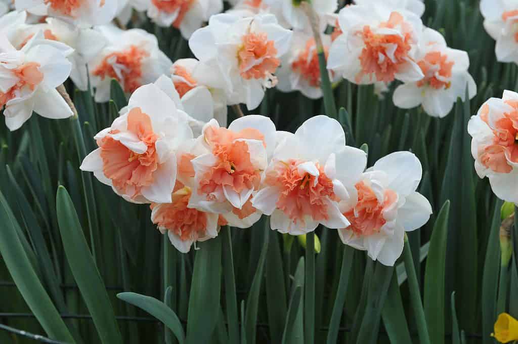 Narcisi doppi 