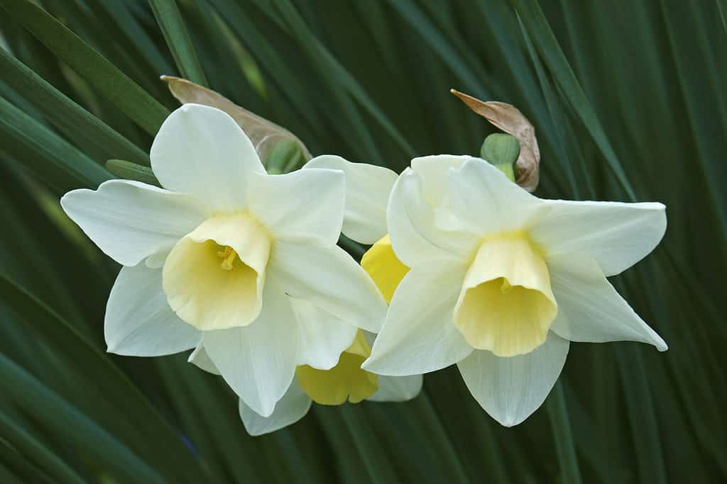 Narciso giunchiglia