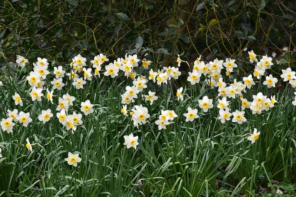 Narcisi di giunchiglia 'Golden Echo'