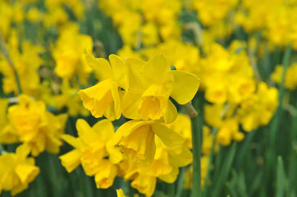 'Quaglia' Jonquil Daffodil