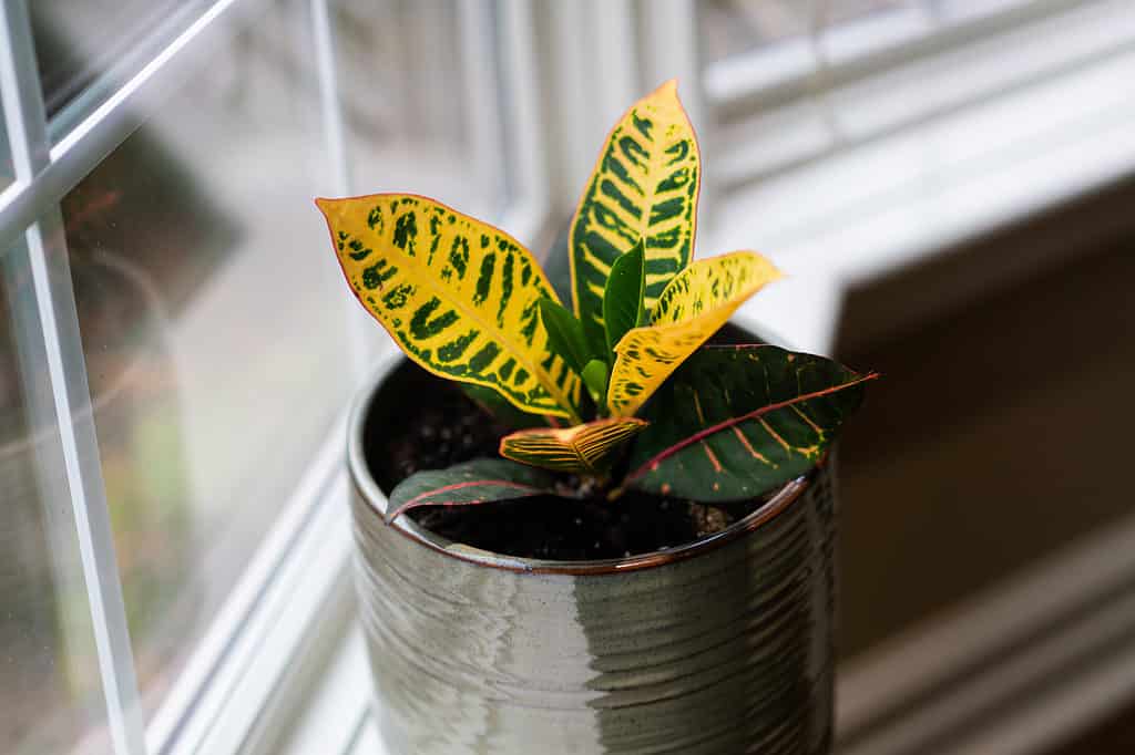 Una pianta di baby croton che cresce in una pentola