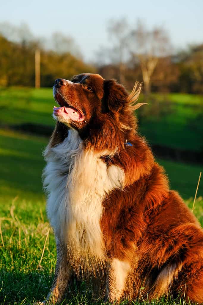 Collie Pirenei sull'erba
