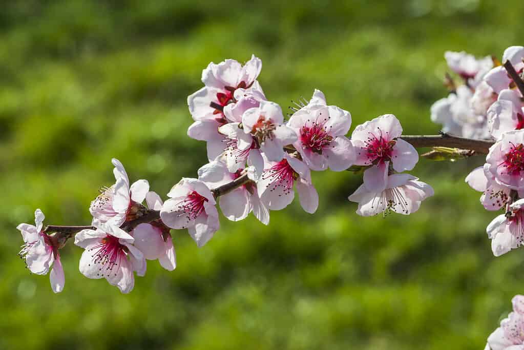 Primo piano di fiori di ciliegio rosa su un ramo contro uno sfondo verde sfocato