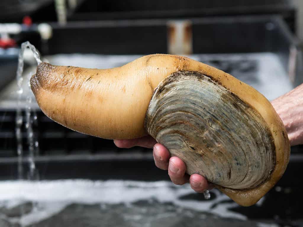 I geoduck in genere pesano circa 2 libbre