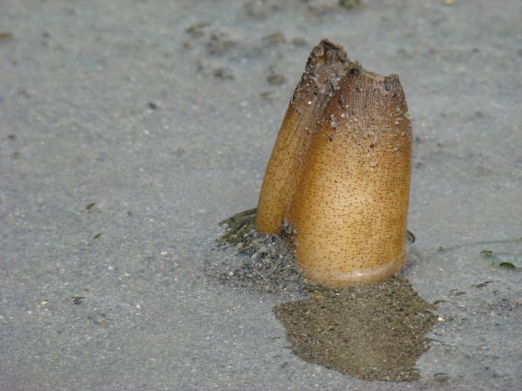 Collo di una vongola geoduck