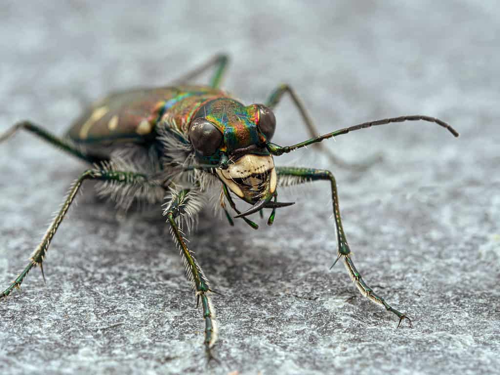 Cicindela Oregon