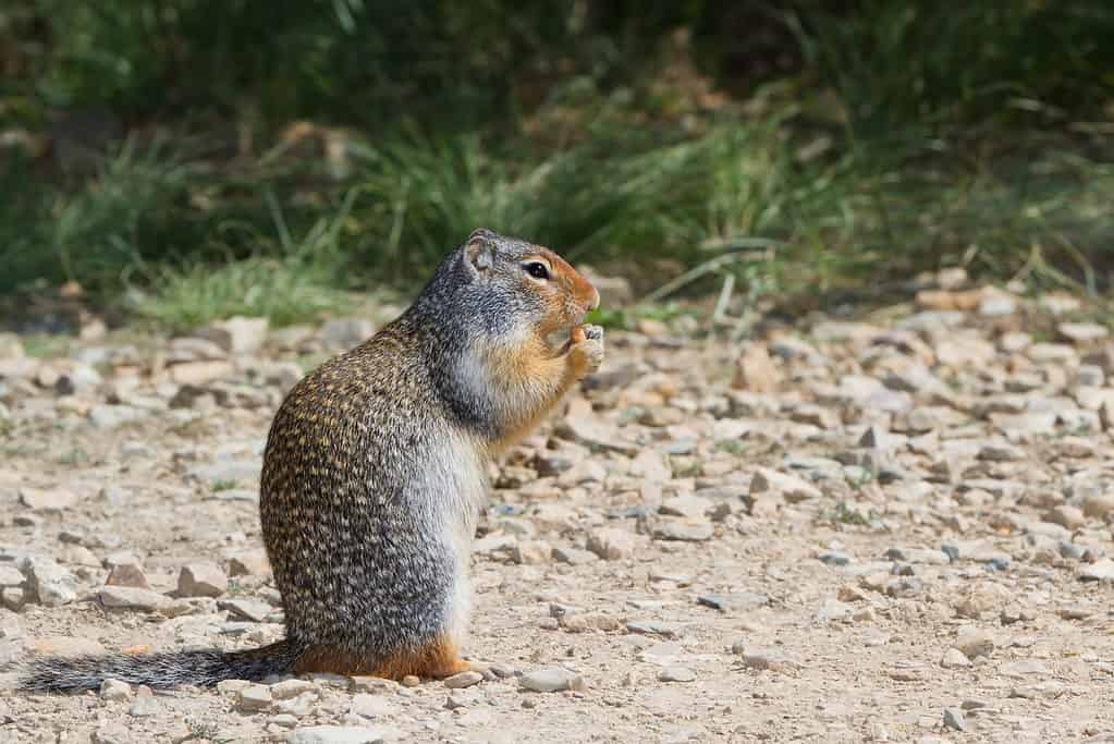 Scoiattolo di terra dell'Idaho settentrionale