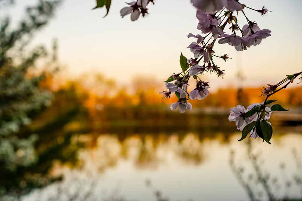 Fiori di ciliegio a Buffalo NY