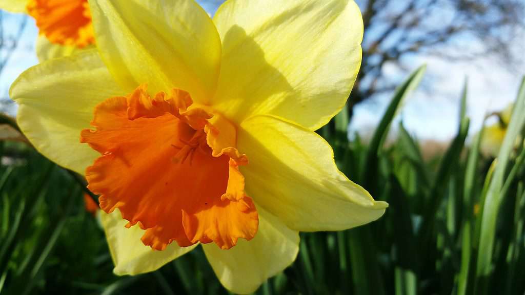 Narciso a coppa grande 'Fortissimo'