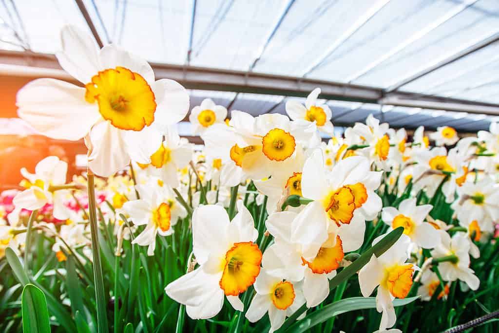 Narciso a coppa grande 'Flower Record'