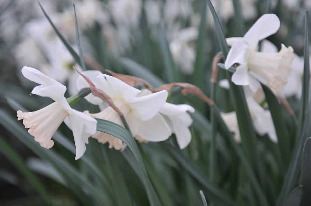Narciso a coppa grande 'Park Perfume'