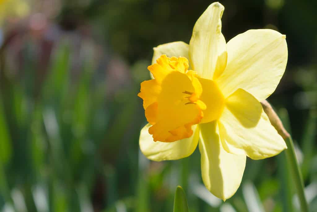 Narciso a coppa grande 'Fortune'