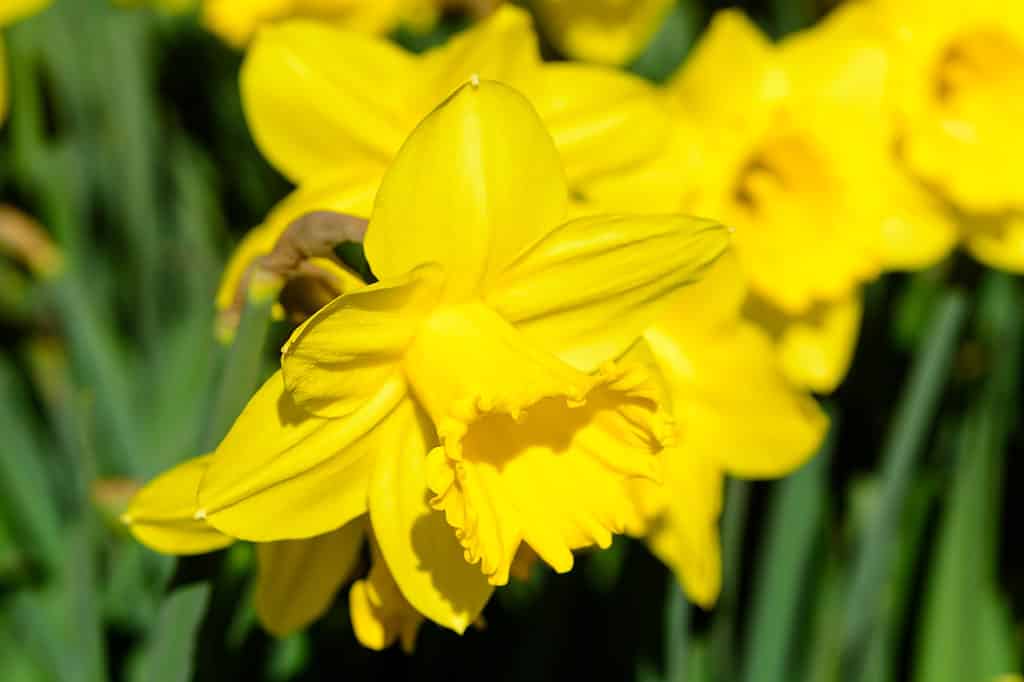 Narciso a coppa grande 'Gigantic Star'