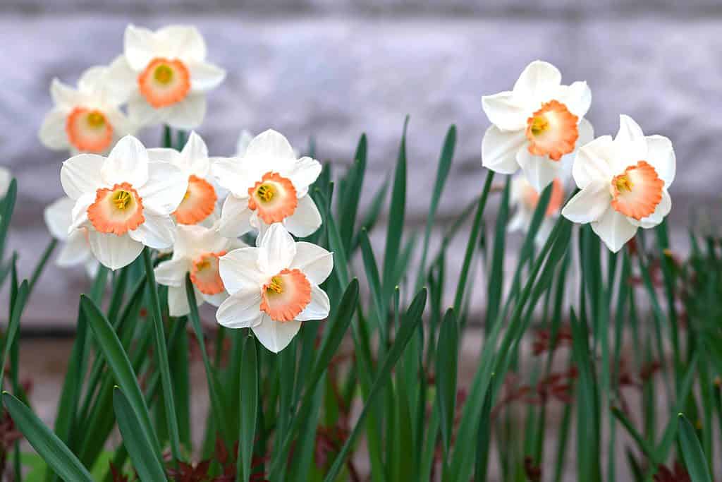 Narcisi a coppa grande 