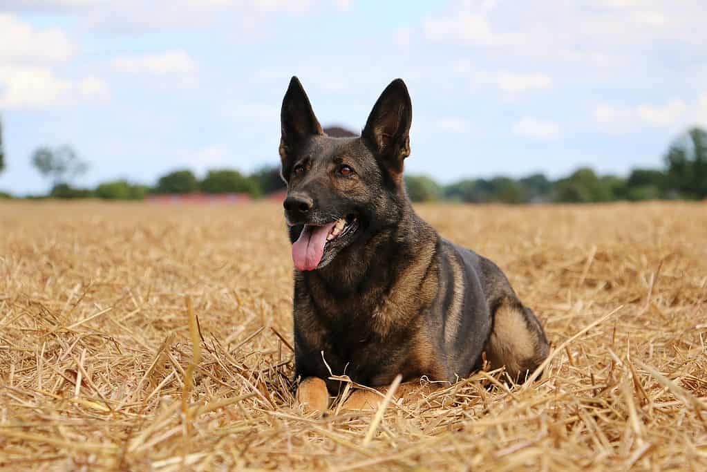 Malinois tedesco in un campo