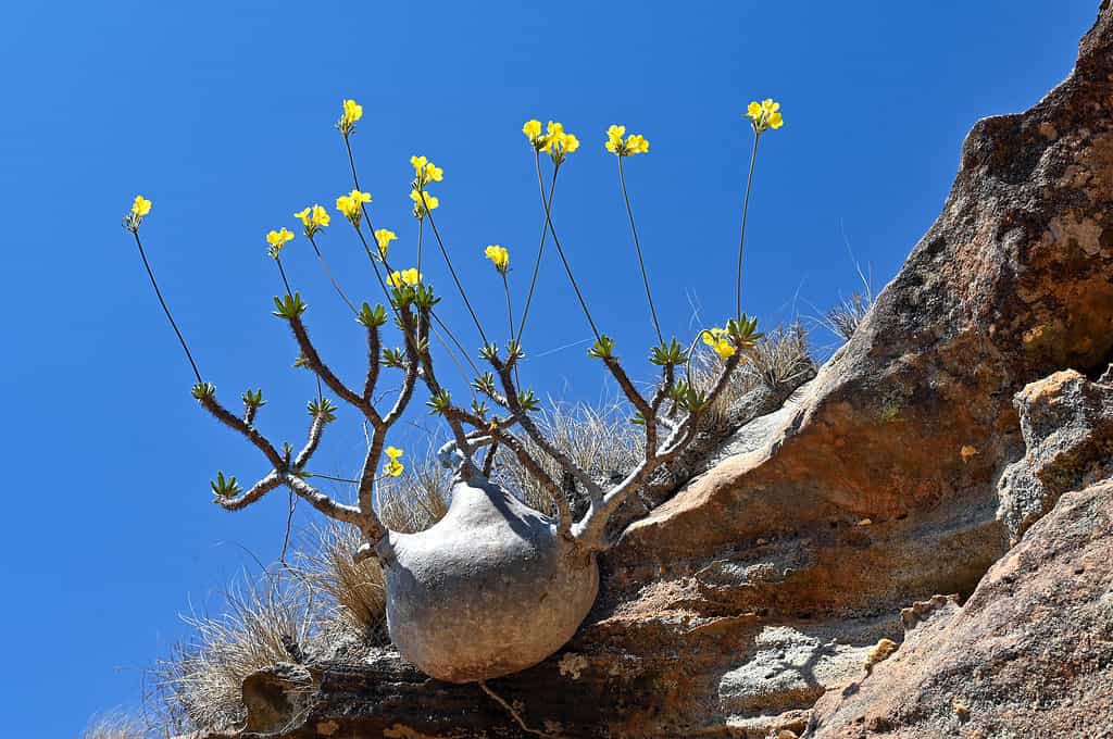 Gambo succulento di Pachypodium rosulatum