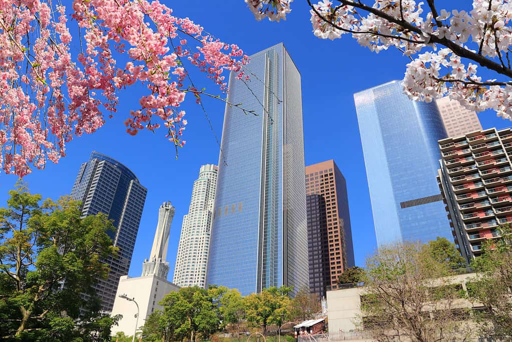 Los Angeles, California, Stati Uniti.  Vista sullo skyline della città.  Fiori di ciliegio primaverili.