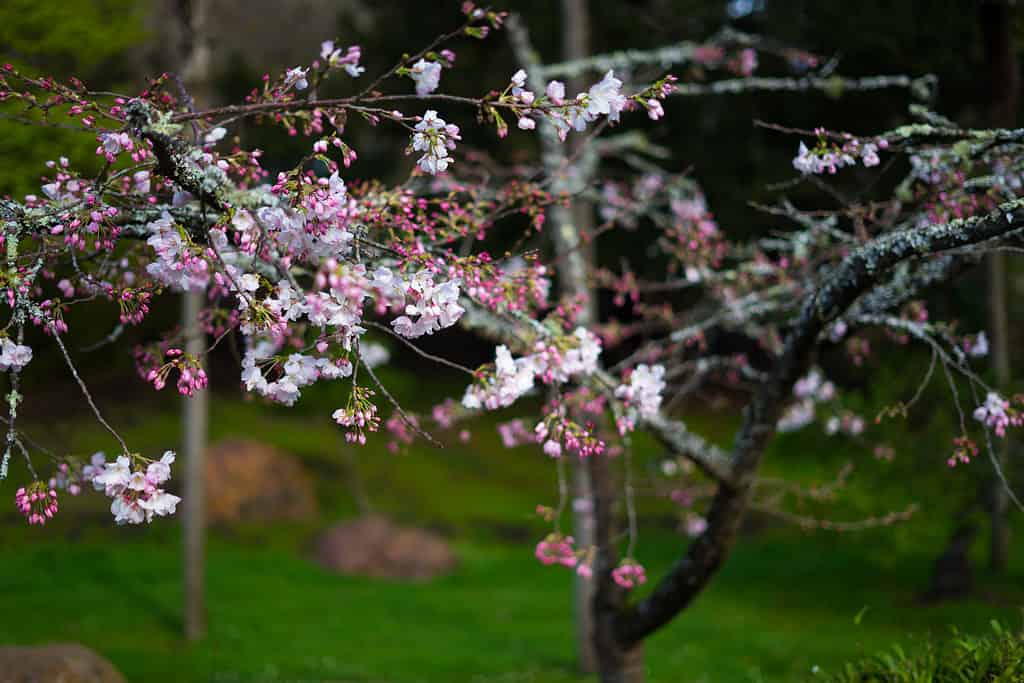 Japanese Tea Garden, Golden Gate Park, San Francisco, California: 23/03/2018 - fioritura dei ciliegi a marzo