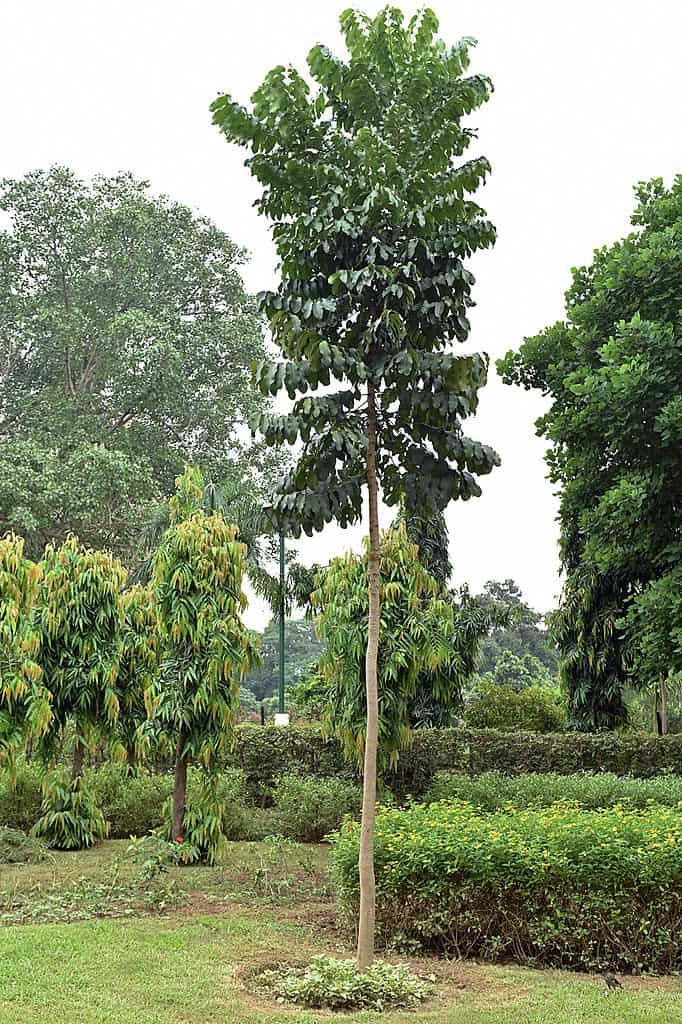 Albero africano del teck