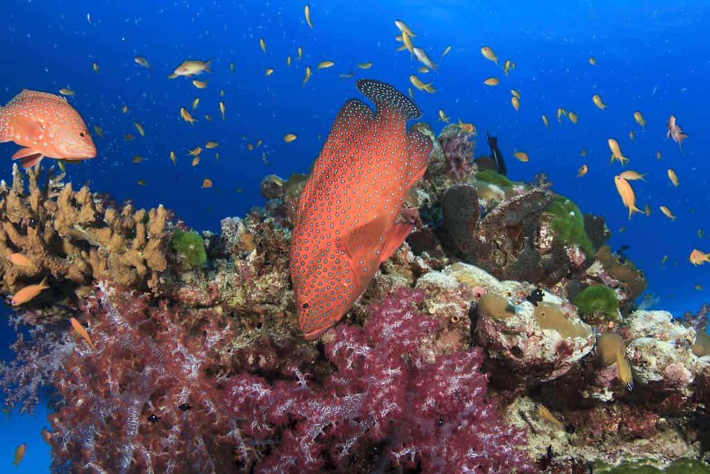 barriera corallina della cernia rossa