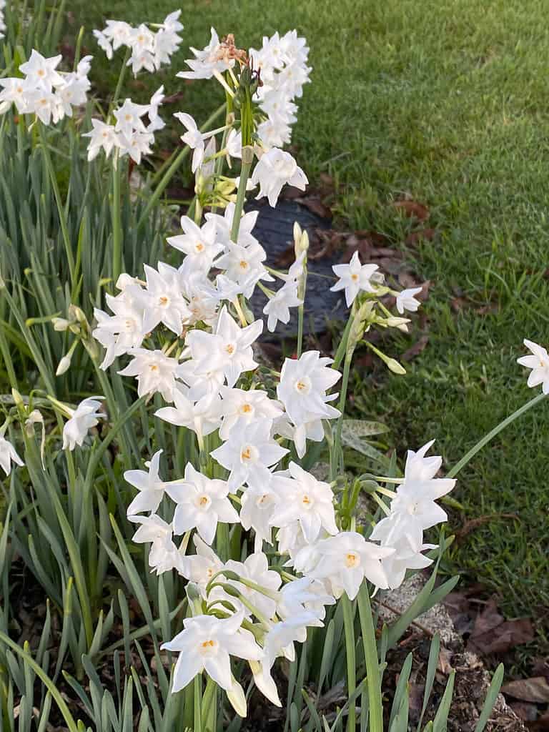 'Ariel' Tazetta Narcisi
