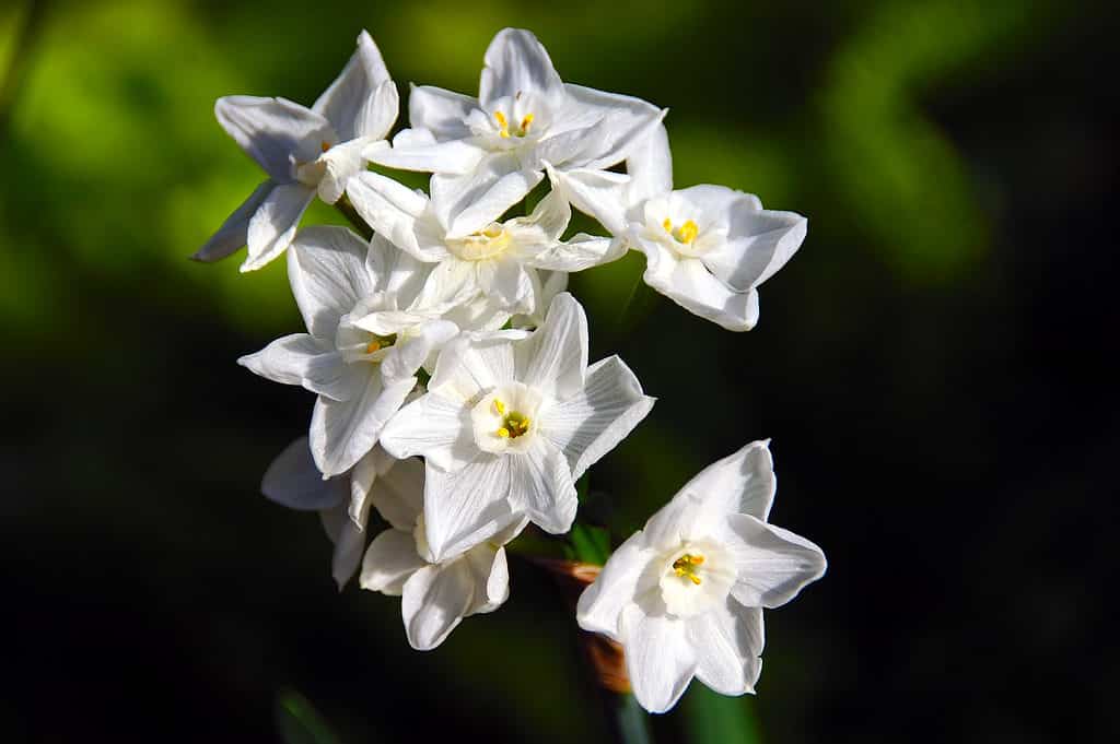'Ziva' Tazetta narcisi