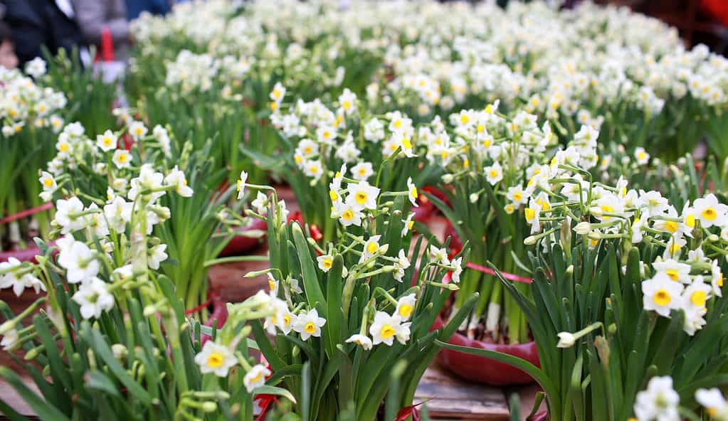 Bicolore Tazetta narcisi