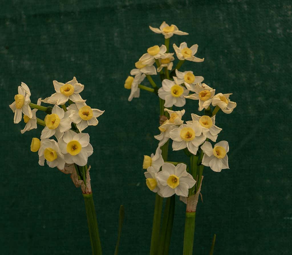 Narcisi 'Silver Chimes'
