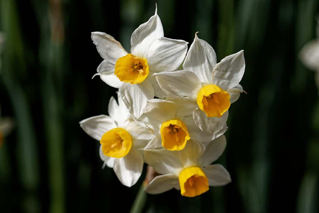 'Canaliculatus' Narcisi Tazetta