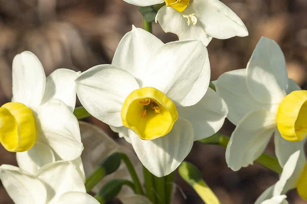 'Valanga' Tazetta Daffodil